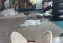 �����γ���Ƹ������2��